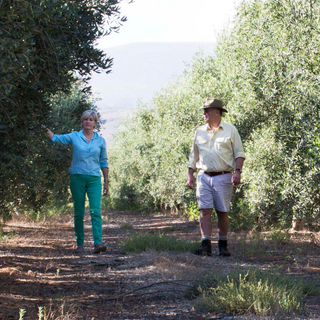 Two people walking through an olive grove on a sunny day.