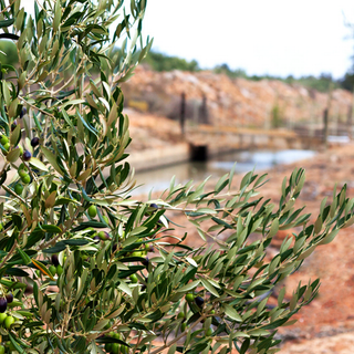 Olive tree with green olives and leaves in a natural setting - Breede River Valley South Africa