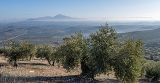 A scenic landscape of Cordoba Spain with olive trees in a dry, rolling valley with distant mountains under a clear blue sky.